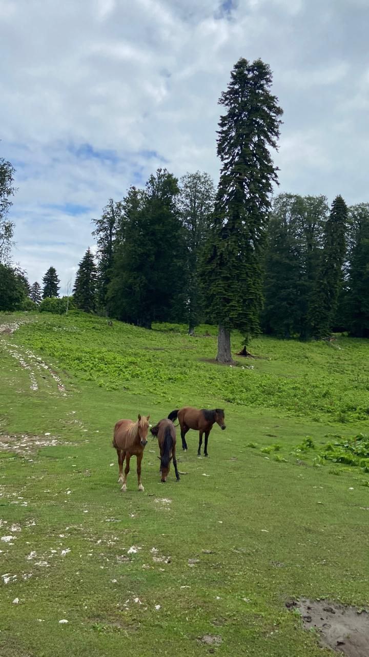 Конные прогулки — фото 2