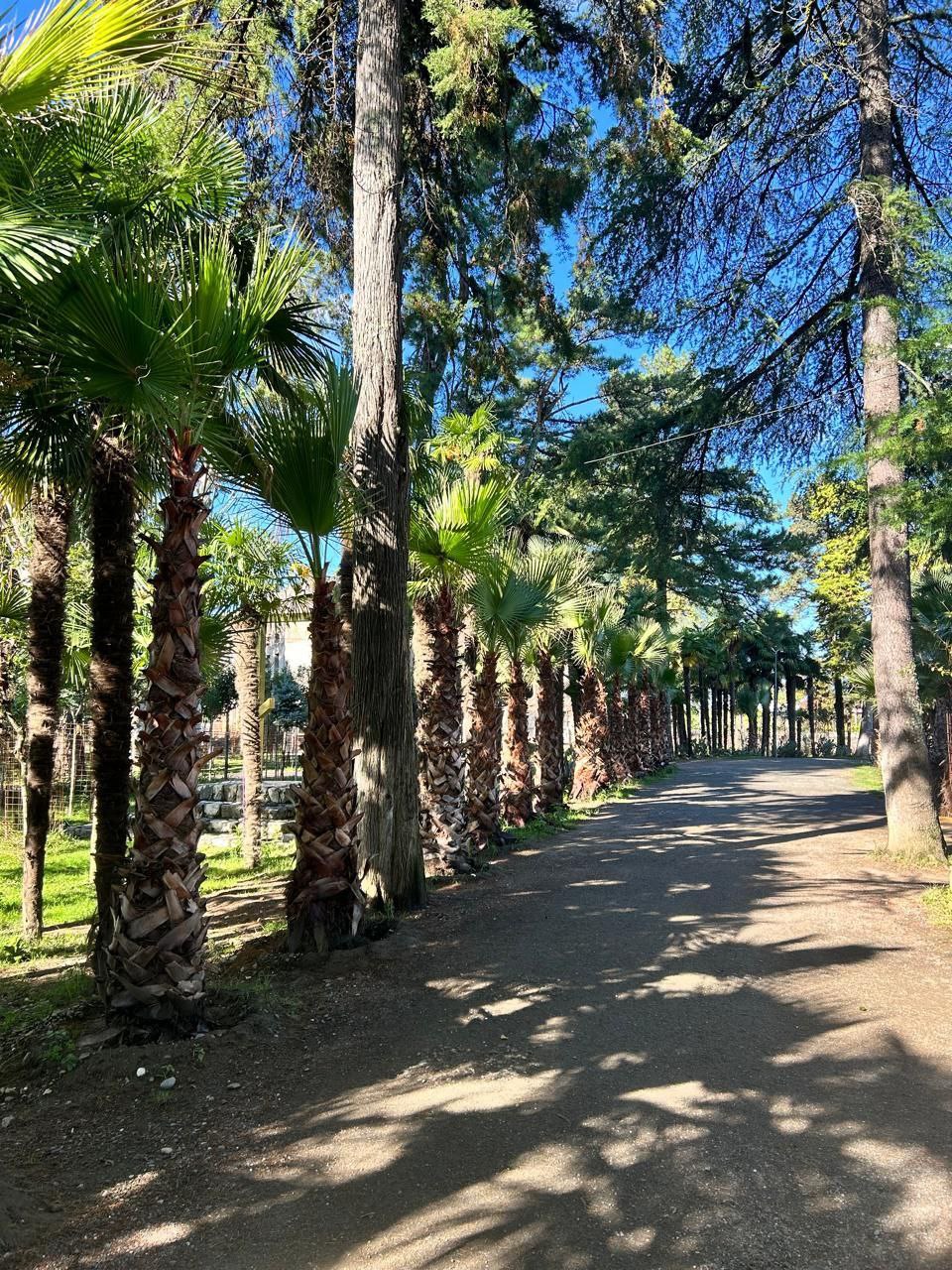 СВЯТЫНИ АБХАЗИИ КАМАННЫ + ИЛОР + ДРАНДА — фото 5